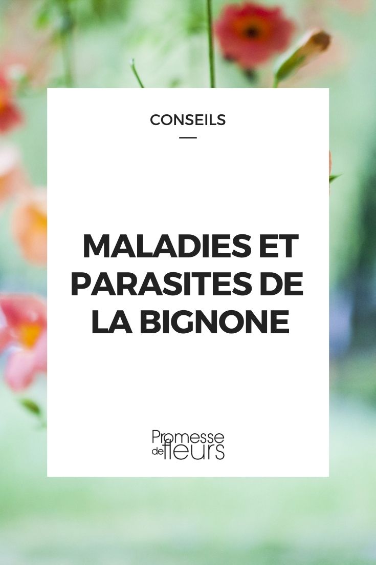 Parasitäre Krankheiten der Trompetenblume