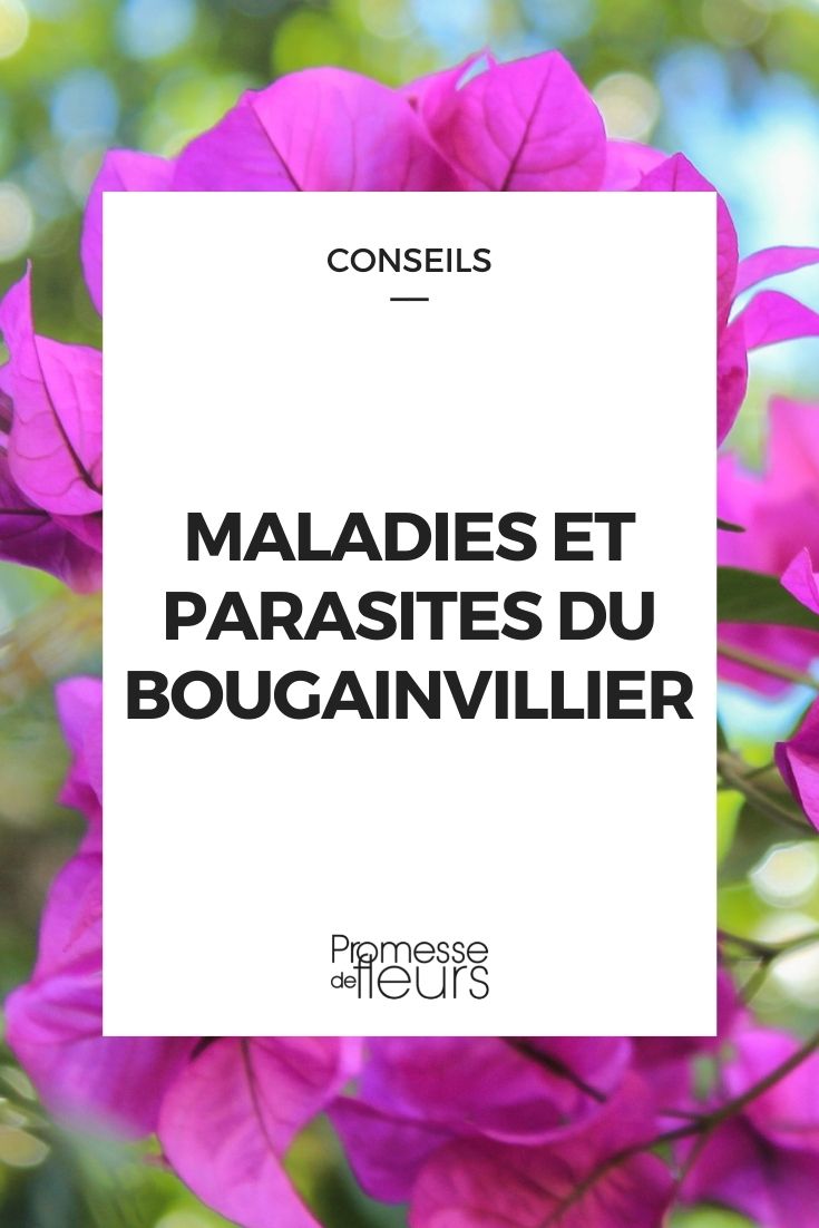 Krankheit Parasit Bougainvillea