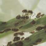 Krankheiten und Parasiten der Drillingsblume