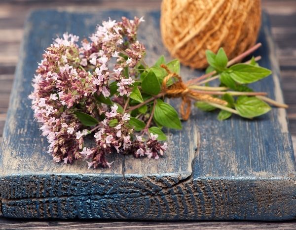 Wie trocknet und verwendet man Oregano?