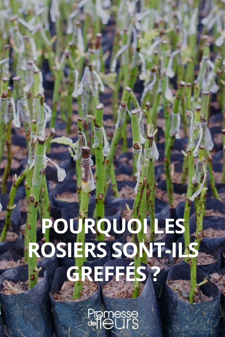 Warum werden Rosen veredelt?
