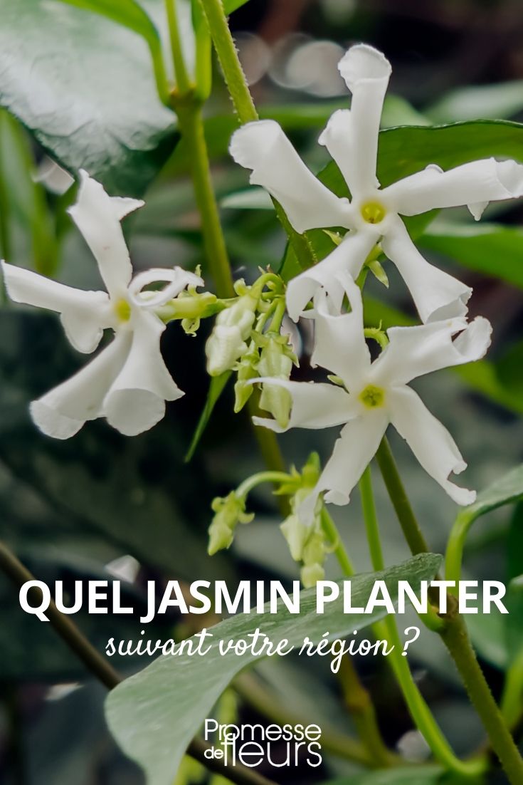 Welchen Jasmin Sie in Ihrer Region pflanzen sollten