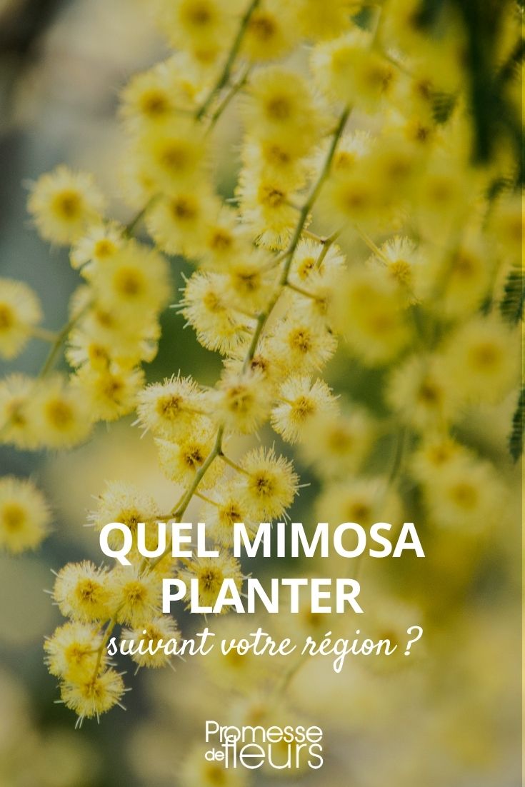 Welche Mimose pflanzen?