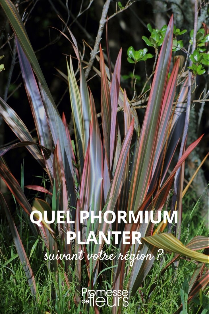 Welchen Phormium pflanzen?