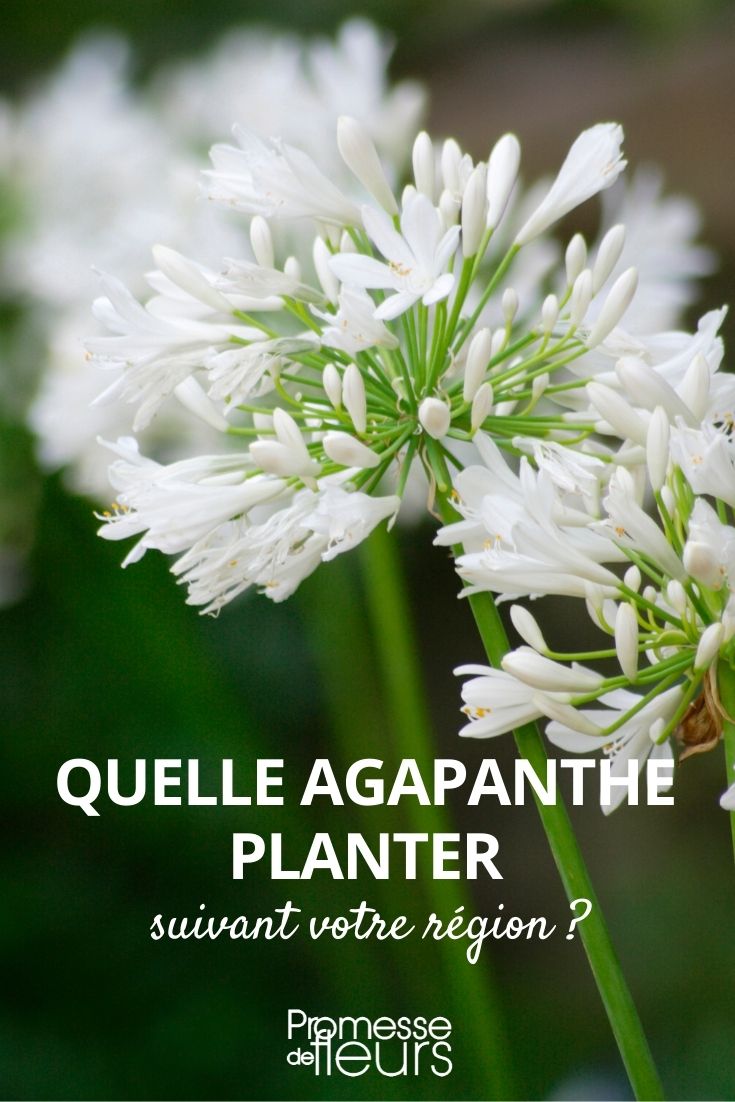 Welche Agapanthus-Sorte sollte man je nach Region pflanzen?