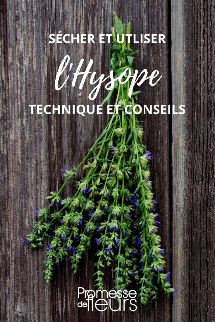 Hysope trocknen Anleitung