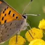 Tanacetum kombinieren