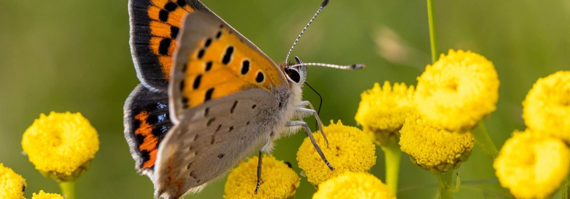 Tanacetum kombinieren
