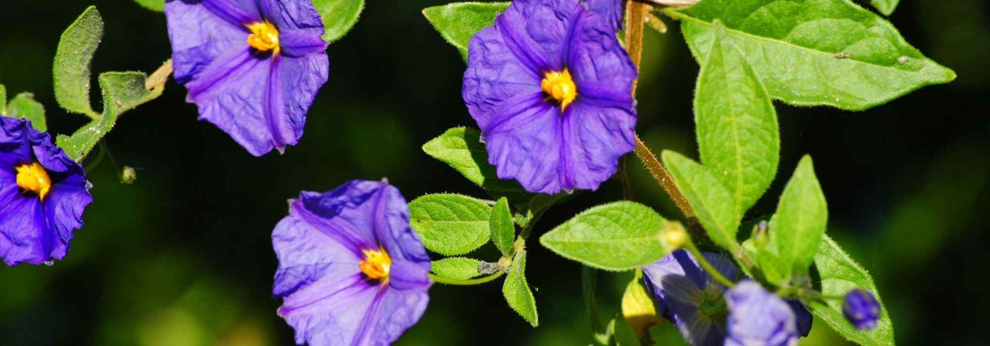 Solanum im Topf anbauen