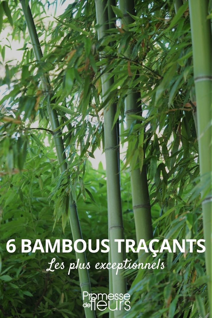 6 Bambusarten mit Ausläufern