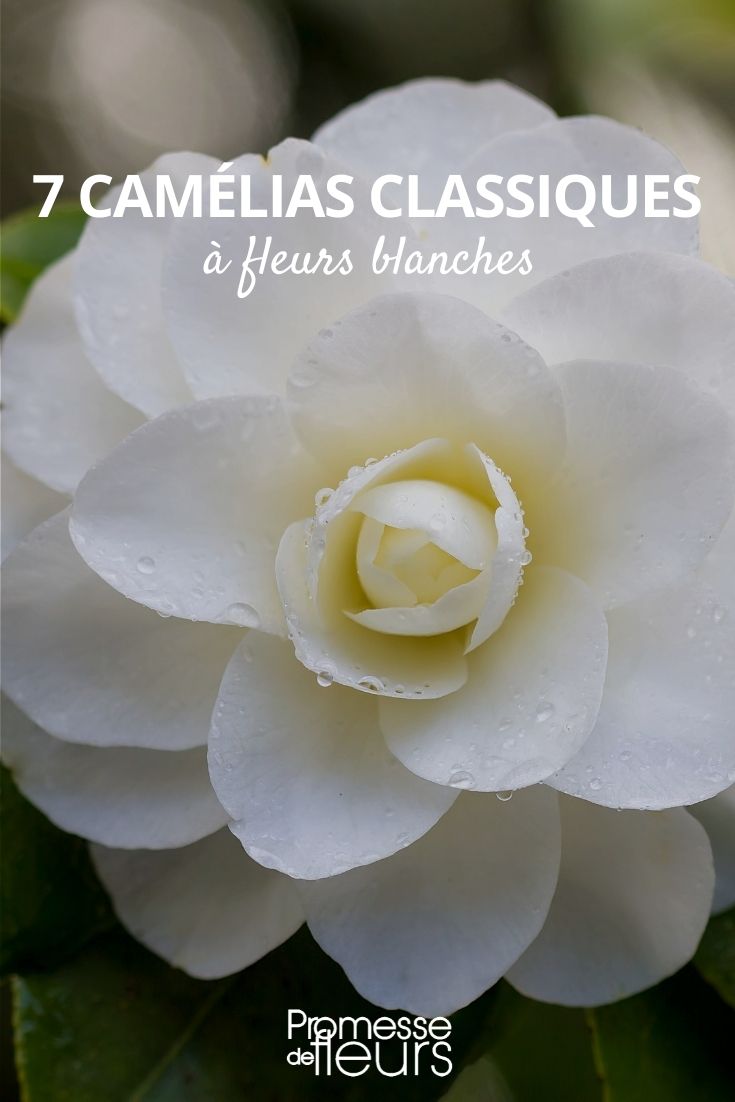 7 klassische weiße Kamelien