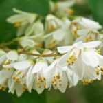 6 Deutzien mit weißen Blüten