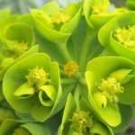 Grüne Blumen