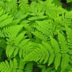 Gymnocarpium pflanzen und pflegen
