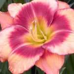 7 rosa Taglilien