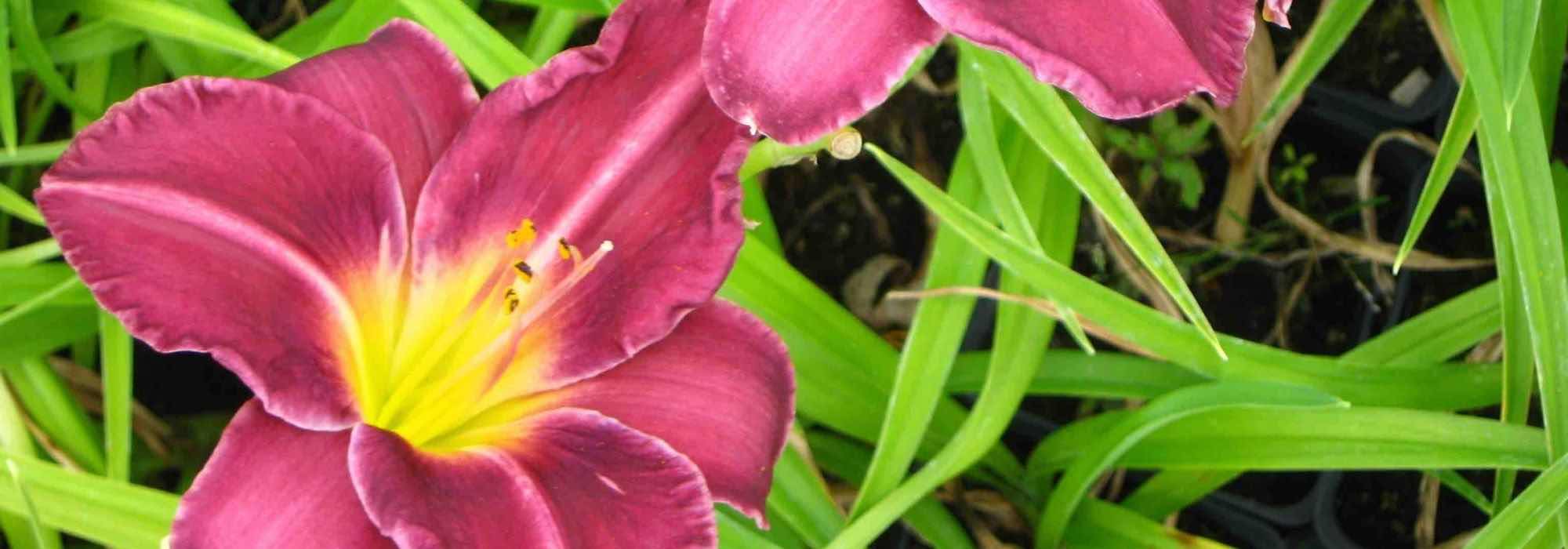 7 Taglilien für den Romantikgarten
