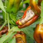 Krankheiten und Schädlinge von Paprika