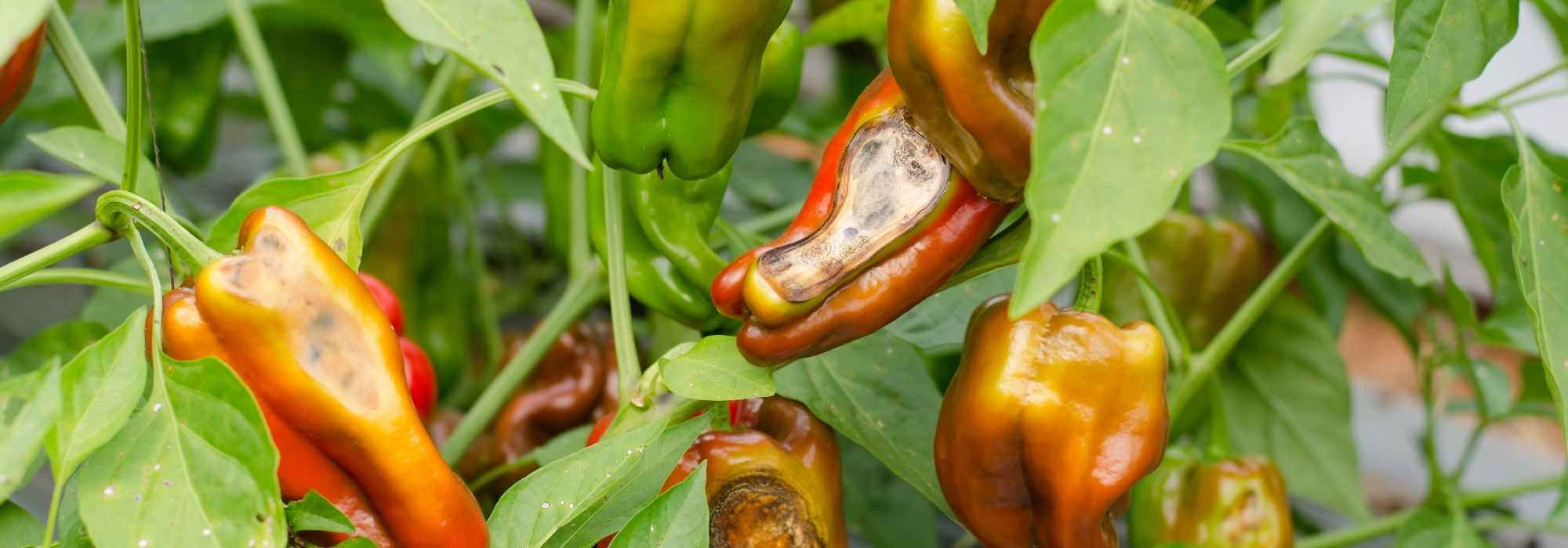 Krankheiten und Schädlinge von Paprika