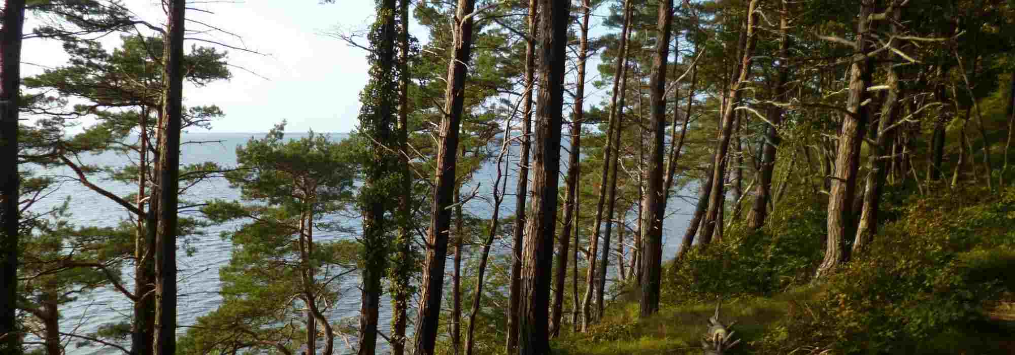 9 windfeste Nadelgehölze
