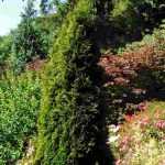 10 Nadelgehölze für einen sonnigen Garten