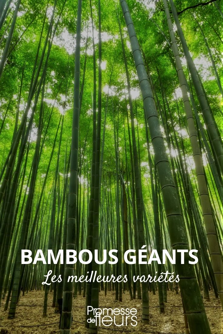 Riesenbambus