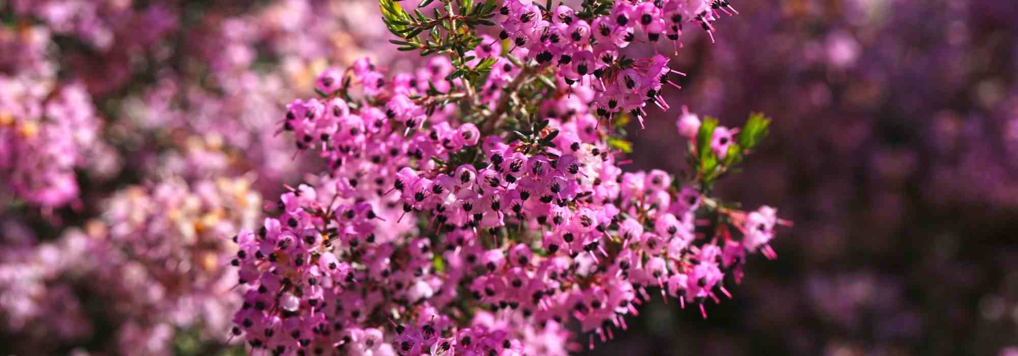 Winterheide: 5 schönste rosa Sorten
