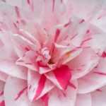 6 Kamelien mit zweifarbigen Blüten