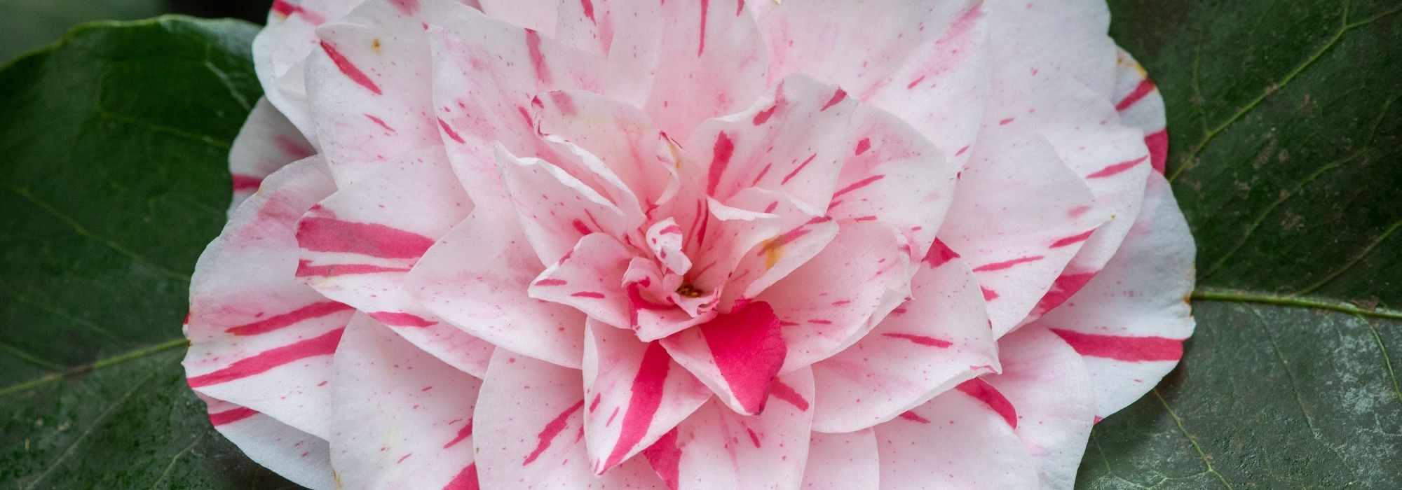 6 Kamelien mit zweifarbigen Blüten