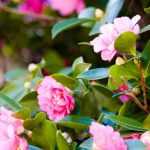 7 rosa Herbstblühende Kamelien