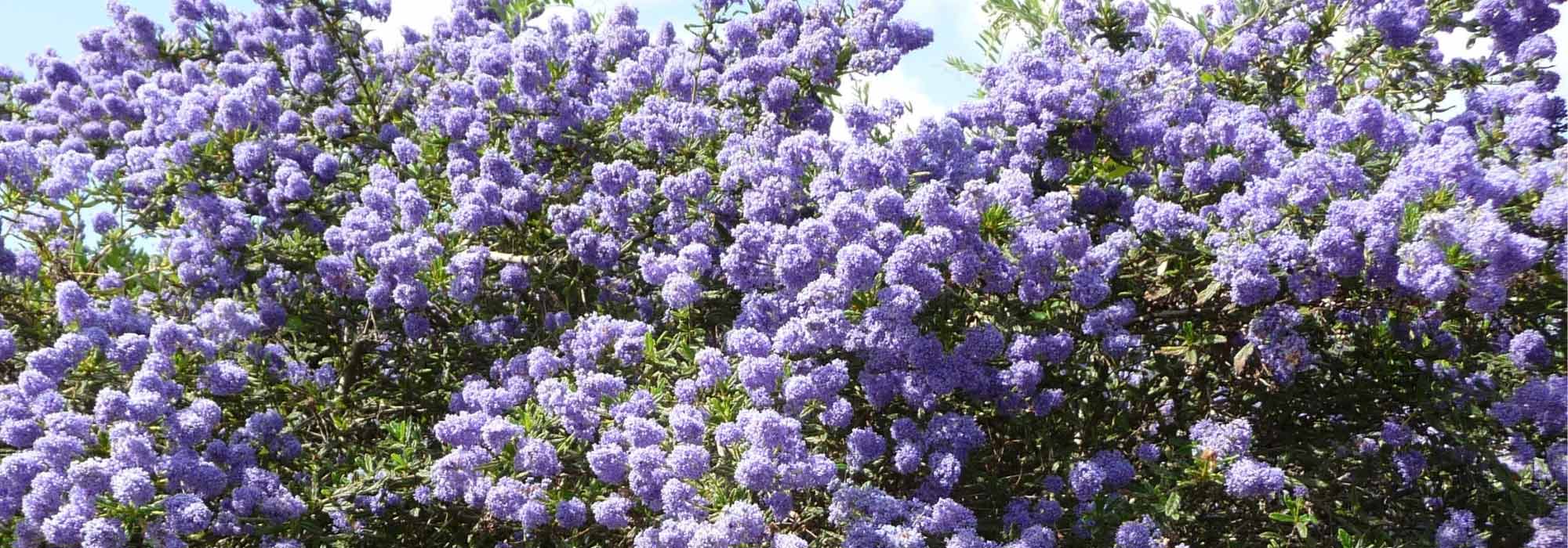 Welche Säckelblume für Ihre Region?