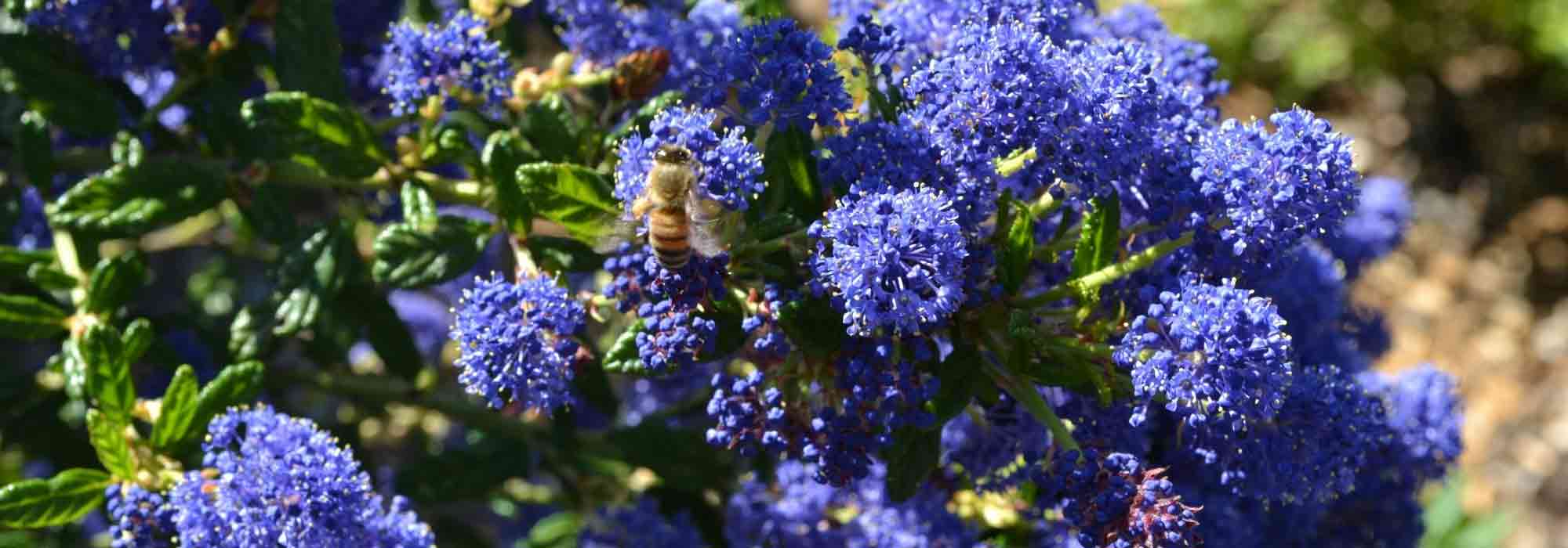 Immergrüne Säckelblume: Beste Sorten für den Garten