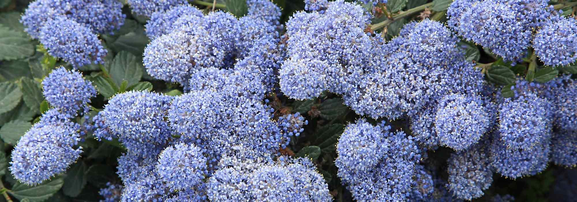 Kriechende Säckelblume: Beste Sorten für Böschungen
