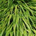 Hakonechloa im Topf kultivieren