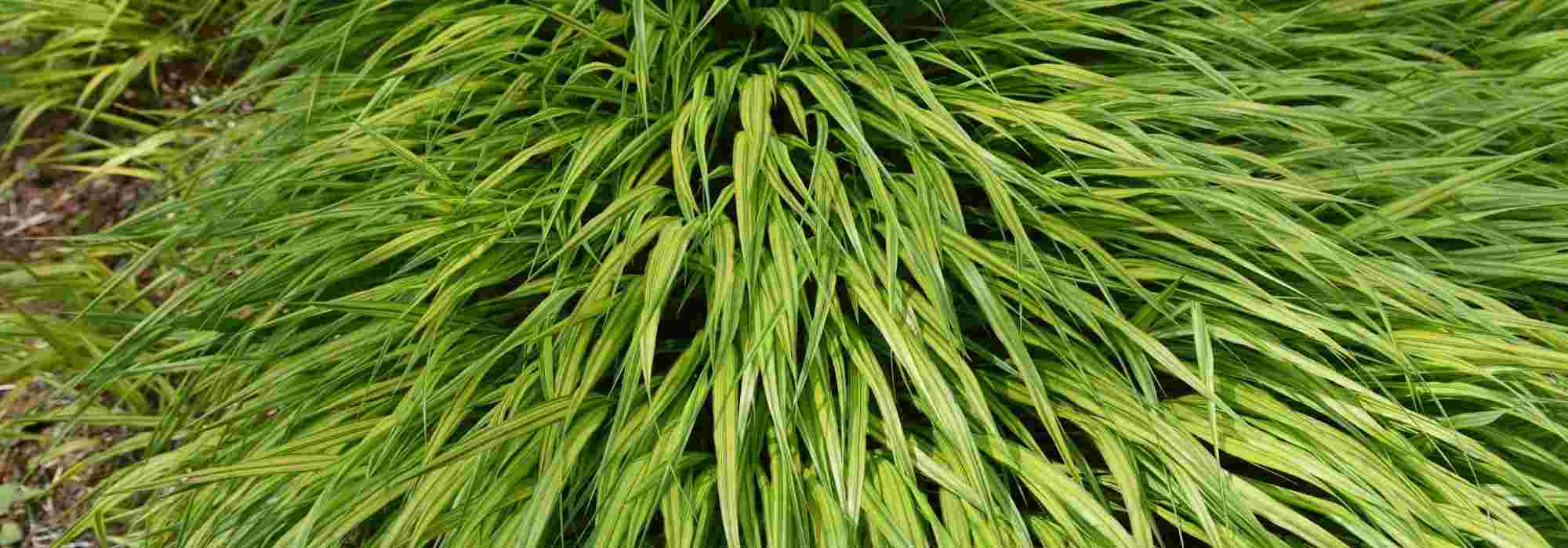Hakonechloa im Topf kultivieren