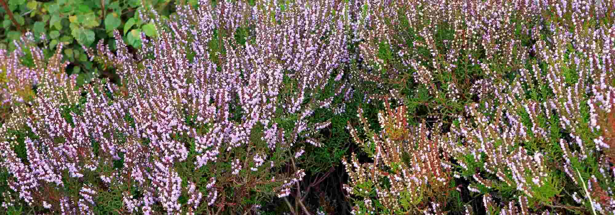 Baum-Heide kultivieren?