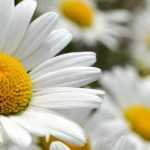 Leucanthemum im Topf kultivieren