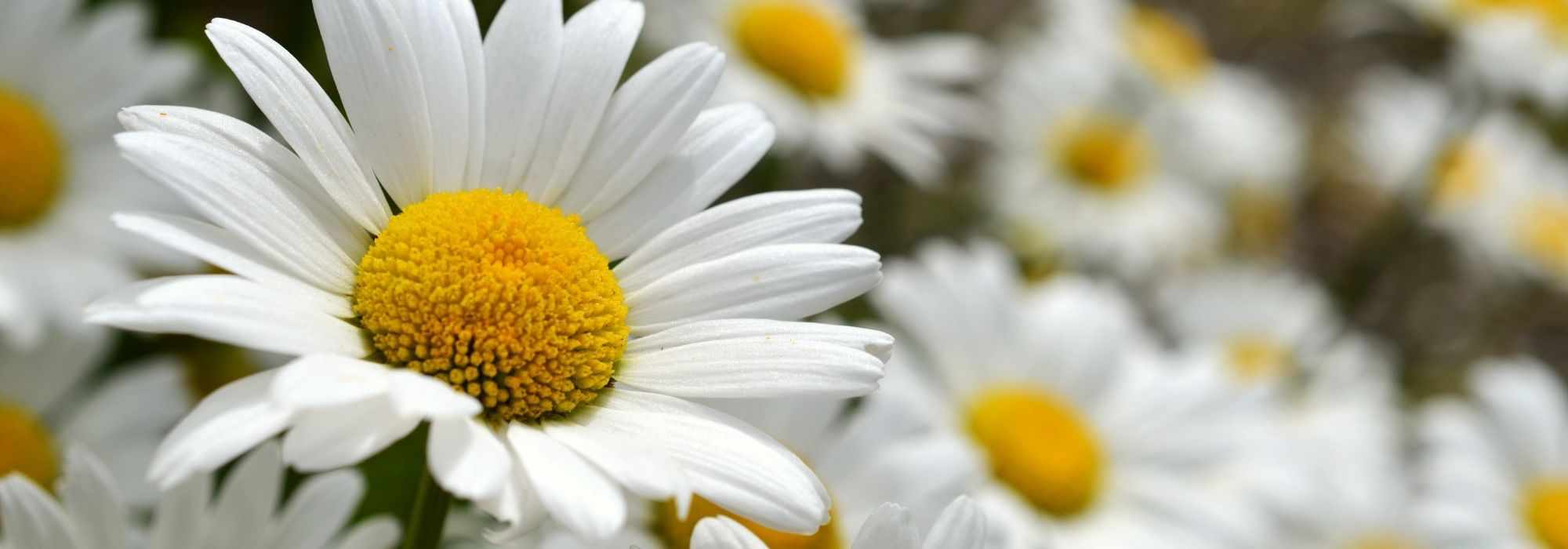 Leucanthemum im Topf kultivieren