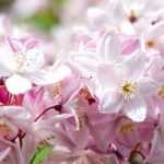 7 Deutzien mit rosa Blüten