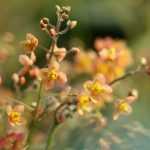 Elfenblume teilen