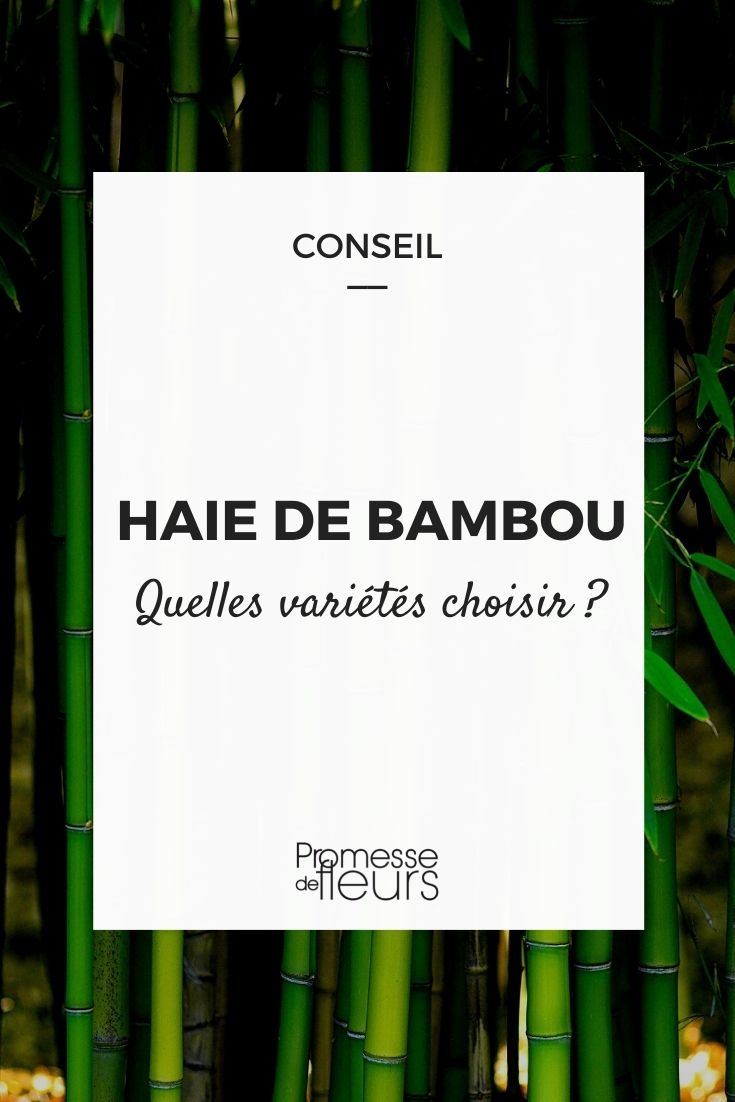 Bambushecke: Welche Sorten eignen sich?