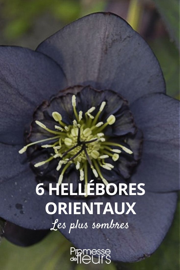 Hellebore dunkle Blüten, Hellebore dunkle Blüten