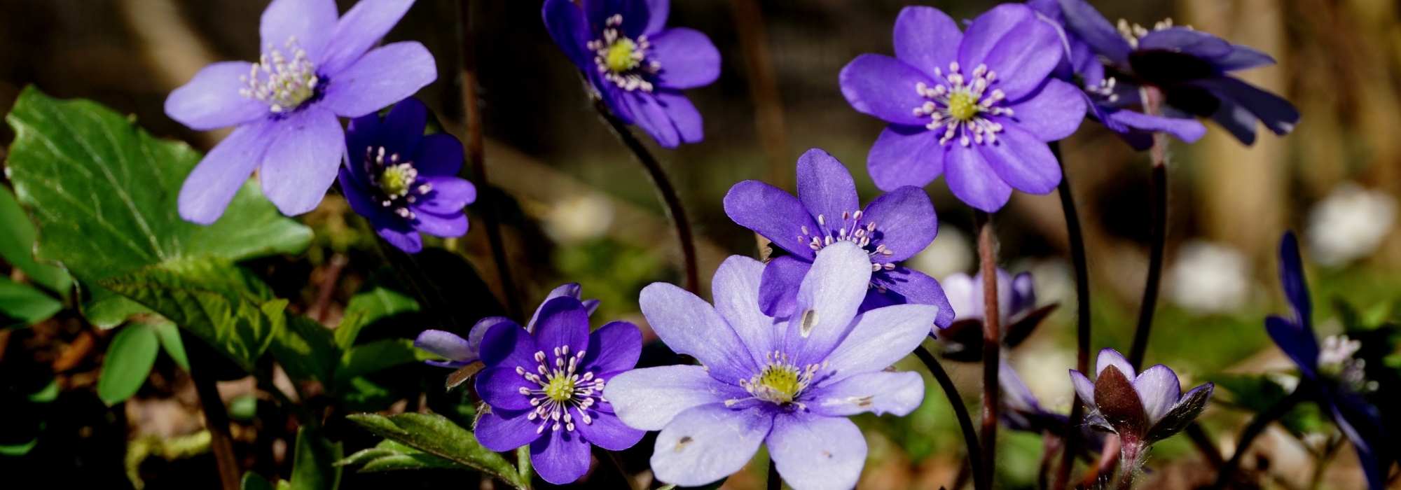 Leberblümchen pflanzen und pflegen