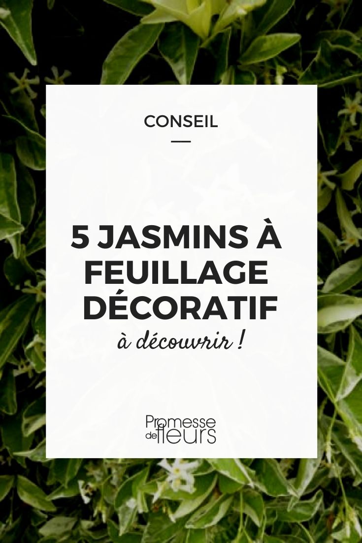 Jasmin mit Zierlaub