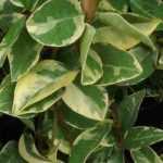 5 Jasmin mit dekorativem Laub