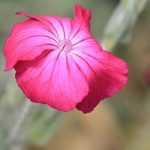 Lychnis auswählen