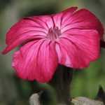 Lychnis kombinieren?