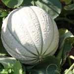 Melone auswählen?