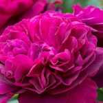 7 Englische Rosen von David Austin mit roten Blüten