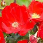 8 rote Bodendecker-Rosen