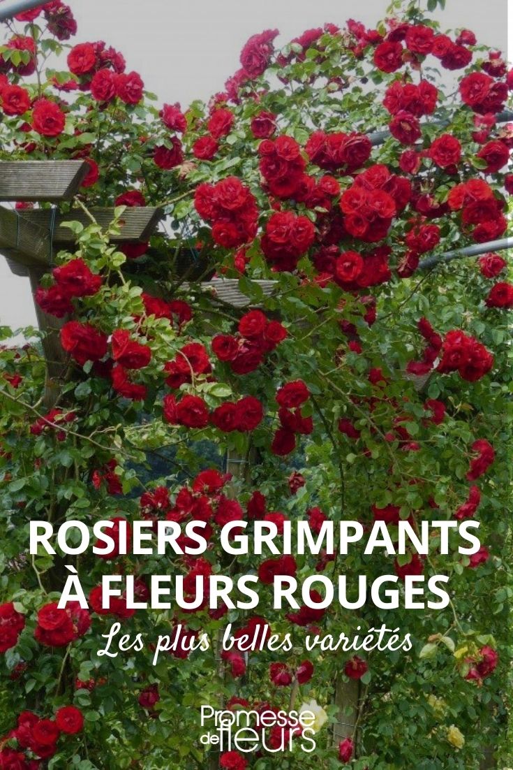Kletterrose mit roten Blüten